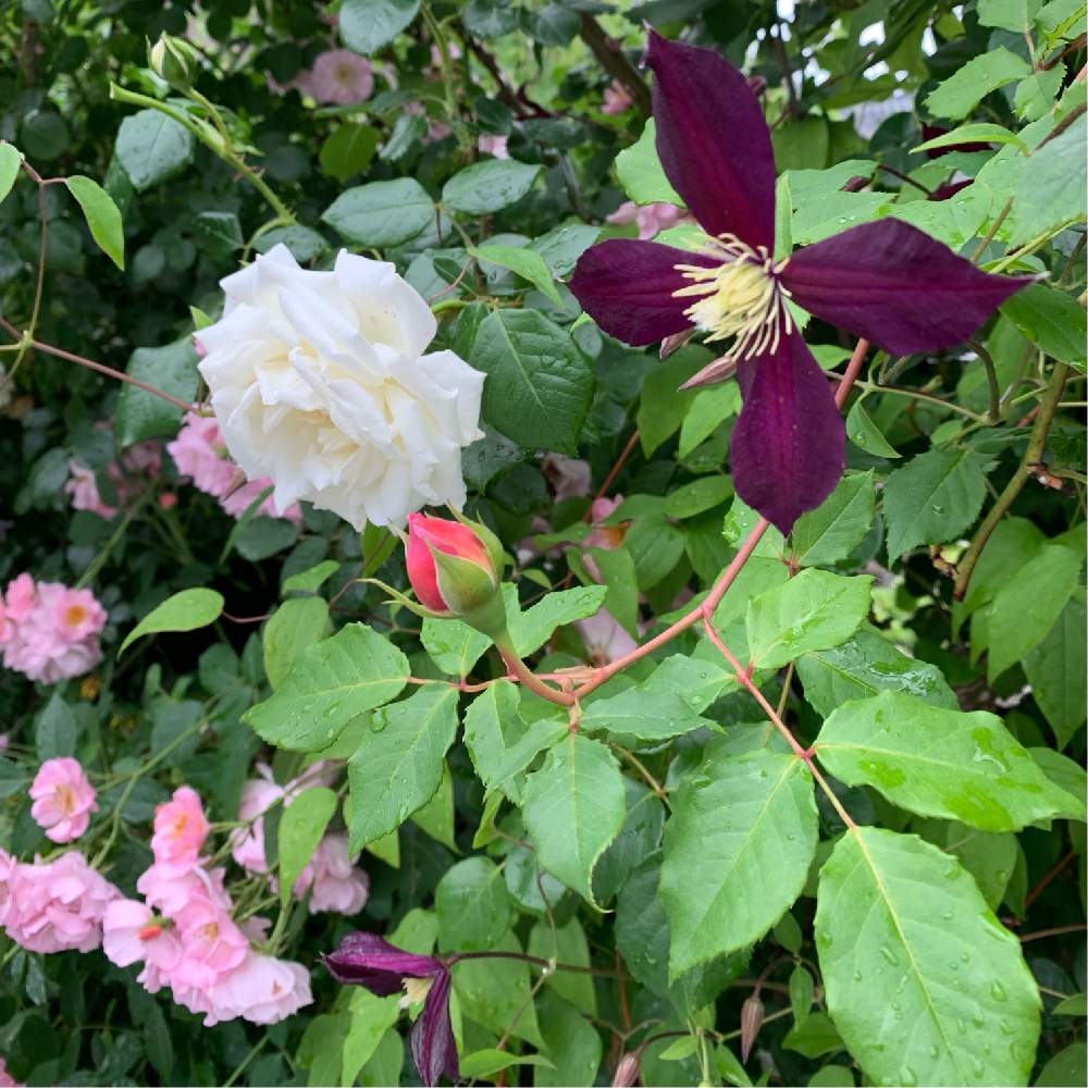 クレマチス ミケリテの投稿画像 By Ba Baraさん 車庫と クレマチスとクレマチス ミケリテと クレマチスとクレマチス ミケリテ 22月5月18日 Greensnap グリーンスナップ Greensnap グリーンスナップ