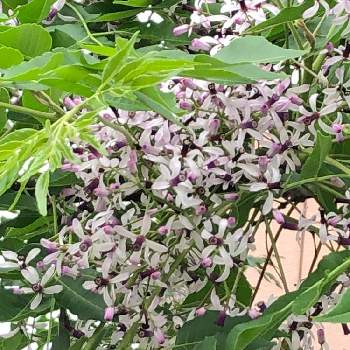 す・て・き(❁ᴗ͈ˬᴗ͈)の画像 by カンパニュラさん | お出かけ先とセンダンとかわいい♡と大きな木とす・て・き(❁ᴗ͈ˬᴗ͈)ときれいな色とご近所と薄い紫色の花とかわいいと小さな花