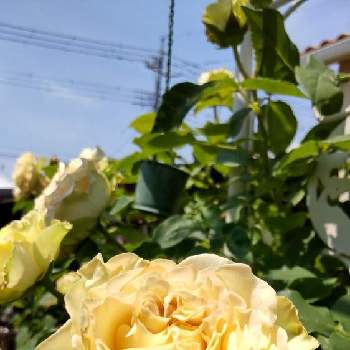 私の庭の画像 by Chieko☆さん | 薔薇♡とツル薔薇エメラルド・アイルと可愛い花と綺麗と私の庭と綺麗な色♡