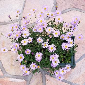 星空 マムの画像 by アヤビーさん | 小さな庭と星空 マムと植物と星空マムと薄紫色と今日のお花ときれいな色と小さい花と花のある暮らしとお花とかわいい花