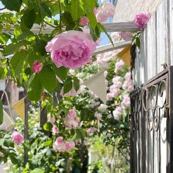 この色好きの画像 by elmo712さん | 小さな庭と八重咲きとピンクとこの色好きといい香りとぷっくりとふんわり