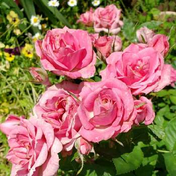 ピンクの薔薇の画像 by furutokoさん | 小さな庭と花のある暮らしとピンクの薔薇と水曜ローズショー