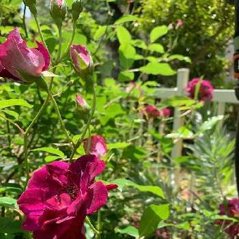 バーガンディアイスバーグの画像 by Popiさん | 小さな庭とバラ バーガンディアイスバーグとバーガンディアイスバーグとナチュラルな庭づくりとバラのある暮らしとバラの季節とバラが好きと花のある暮らしとマイ♡ガーデン