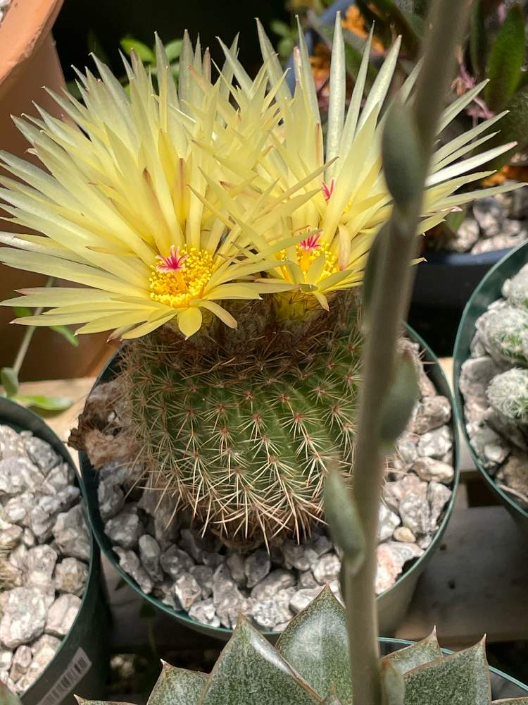ノトカクタス バンブリュの投稿画像 By みのりさん サボテン科とサボテンの花とダイソーサボテンとノトカクタス属とサボテン科とサボテンの花とダイソー サボテンとノトカクタス属 22月5月18日 Greensnap グリーンスナップ Greensnap グリーンスナップ