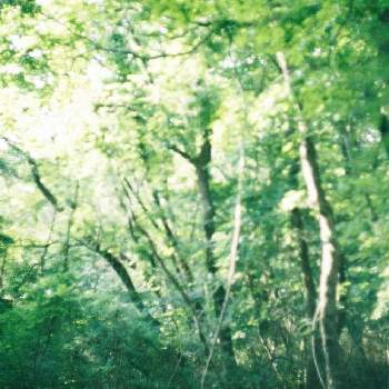 癒しのグリーンの画像 by yohiさん | お出かけ先と新緑の季節と癒しのグリーンとお散歩写真と新緑とお散歩と公園と森林浴と公園散歩とフィルムカメラとフィルム写真