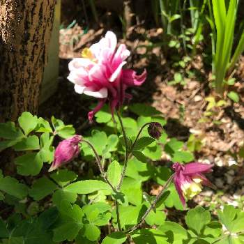 西洋オダマキウィンキーダブルの画像 by ❤︎Hypnotic❤︎さん | 小さな庭と西洋オダマキウィンキーダブルと花と暮らすと種まきからの幸せと木陰の下に咲くお花