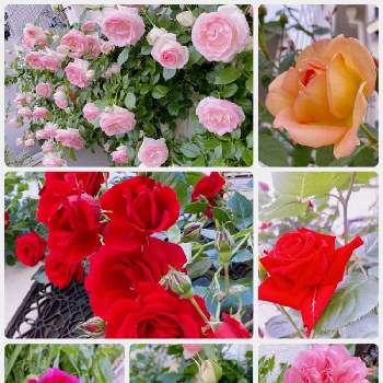 ワクワクドキドキの画像 by michelleさん | 小さな庭と幸せ♡と育てる楽しみと水曜ローズショーとありがとう♡とバラ大好きとワクワクドキドキとつるバラといつのまにかとバラの季節と感無量とばら 薔薇 バラとバラを楽しむ