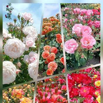 バラの花壇の画像 by レッドさん | お出かけ先と花のある暮らしとバラの花壇