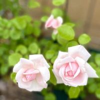 薔薇ニュードーン,バラはいいなぁ,薔薇愛同盟,水曜ローズショー,おうち園芸の画像