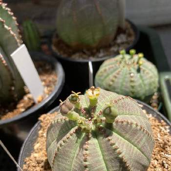 ユーフォルビア フルゲンスの投稿画像一覧 Greensnap グリーンスナップ