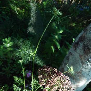こぼれ種の画像 by 鳩子 hatokoさん | 広い庭とブラックレースフラワーと田舎暮らしと庭の花とこぼれ種と花のある暮らしと地植え