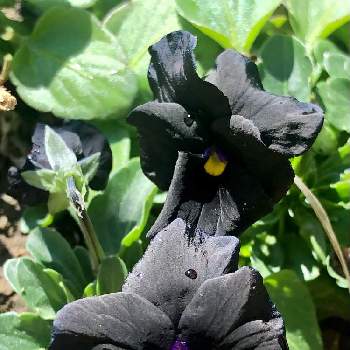黒い花の画像 by 花土葉さん | 小さな庭と黒い花と☆パンジーと春の訪れとすみれ( 菫 )と今日も元気でとスミレ♡
