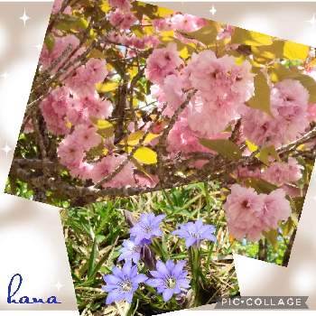 癒しの場所の画像 by はなさん | お出かけ先と八重桜とハルリンドウと山野草と癒しの場所と自然に癒されてとウクライナに平和を