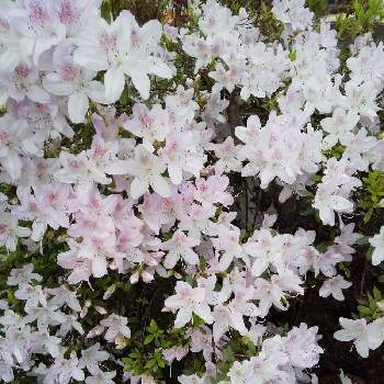 うすピンク色の画像 by ノッコちゃんさん | 小さな庭とツツジと癒しの葉と可憐な花と大切な癒やしとおきにいり ♡とお花畑    と♥︎すてき♥︎とうすピンク色と花のある暮らし