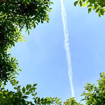 アメリカザイフリボク (ジュｰンベリｰ),シマトネリコ,雲仲間,アート雲☁️,小さな庭の画像