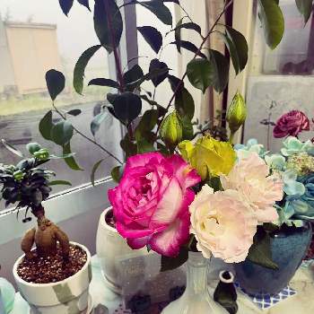 　ガジュマルの画像 by あっこさん | キッチンとバラとガジュマルとばら バラ 薔薇と　ガジュマルと生花と鉢植えと花のある暮らしと切り花