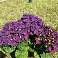紫陽花 ディープパープル,お庭改造,気持ちの良い日,植物観察,ハクサンの画像