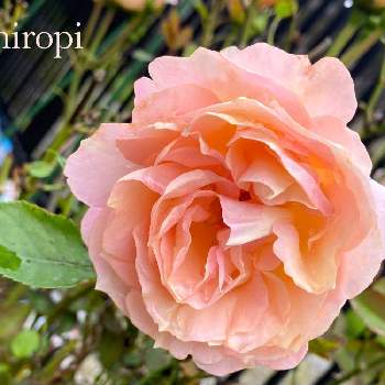 ピンクのお花の画像 by ヒロッピーさん | 小さな庭とピンクのお花と薔薇♡