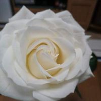 バラ、薔薇、ばら,水曜ローズショー,やすらぎ,はなのある暮らし,ありがとうの画像
