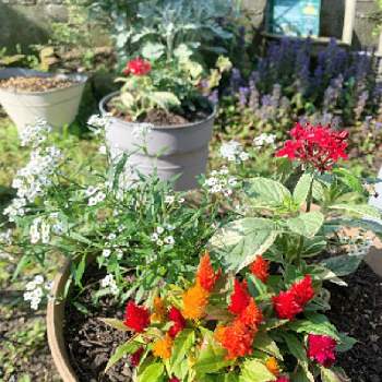 ケイトウ✿の画像 by み〜さん | 小さな庭とケイトウとGardenとプランターと寄せ植えとマイガーデンと綺麗とガーデニング雑貨と鉢植えと大好きな花とケイトウ✿とガーデニングとペンタス☆