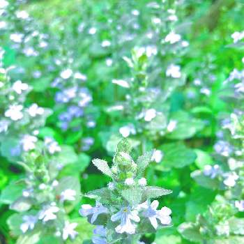 十二単の投稿画像一覧 Greensnap グリーンスナップ