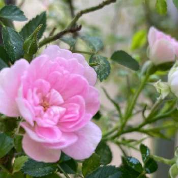 お花のある生活の画像 by taka さん | バルコニー/ベランダと花の好きな人と繋がりたいとお花大好き♡とピンクの花とベランダガーデニングとドライフラワー にする。とレカンフラワーにしますとミニ薔薇舞姫と花のある暮らしとお花のある生活とかわいいな♡とバラ・ミニバラ