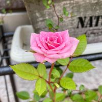 可愛い,花のある暮らし,ミニバラ鉢植え,癒し…♡,バラ・ミニバラの画像