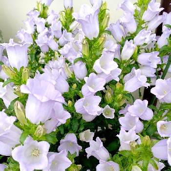 青い春の花マニアの画像 by akisakura8さん | 広い庭とカンパニュラとチーム・ブルーNo.135と青い春の花マニアと青い花とはじめての栽培と青い花マニアとチーム・ブルー