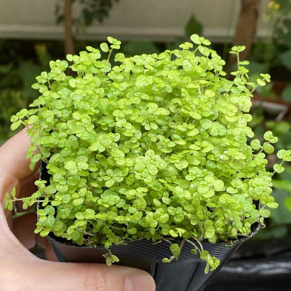 没 ベビーティアーズ 黄緑 の成長記録 Greensnap グリーンスナップ