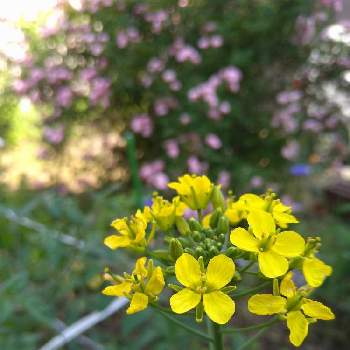 小松菜の花の投稿画像一覧 Greensnap グリーンスナップ