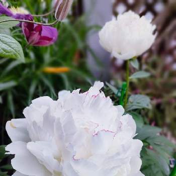 ボタン科の画像 by CHIKOさん | 小さな庭と芍薬とボタン科と多年草と鉢植えと花のある暮らしと白い花