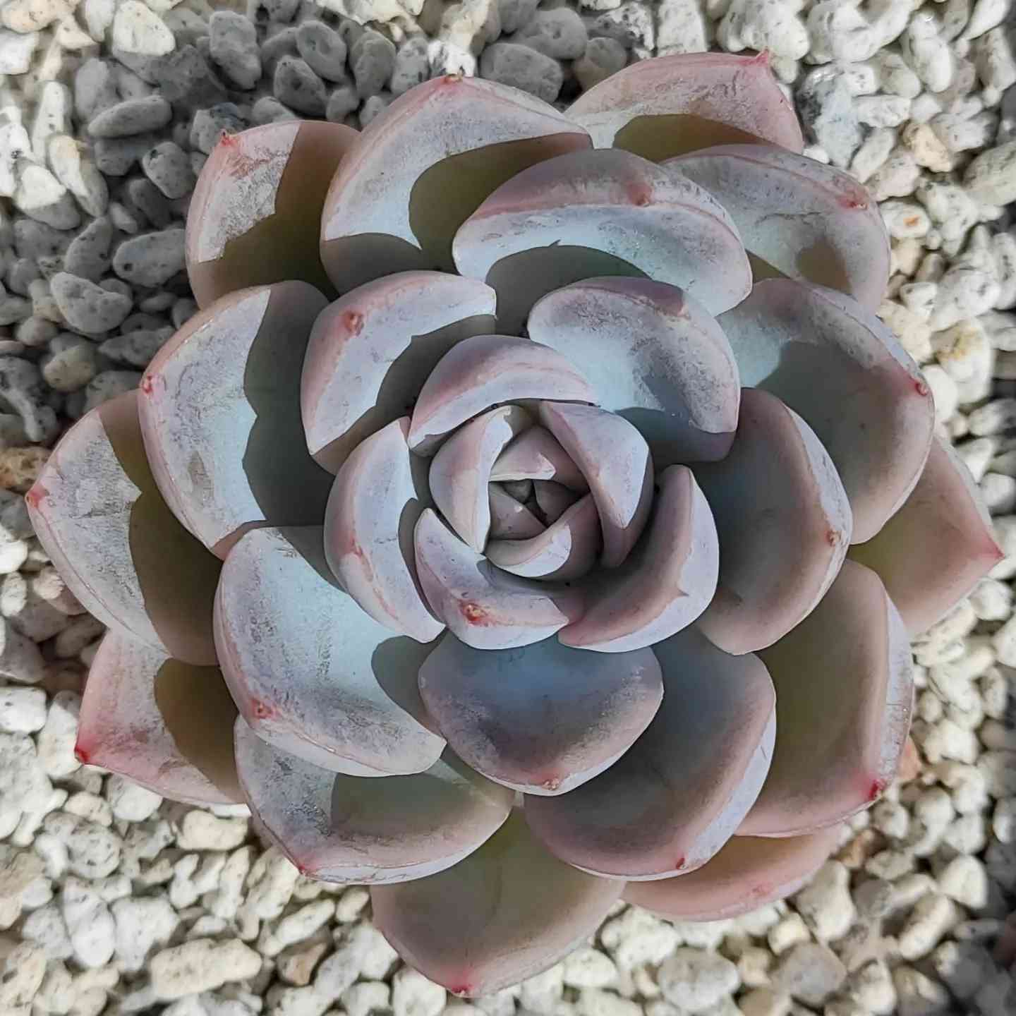 メキシカンスノーボール 韓国苗 葉挿し 多肉植物 メキシカンスノーボール 韓国苗 葉挿し 多肉植物