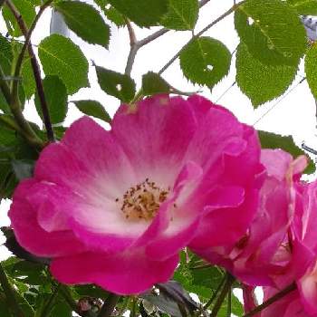 薔薇を楽しむの画像 by 妖精さん | お出かけ先と薔薇とお散歩♪と薔薇を楽しむと花のある暮らしとロザリアンと素敵と可愛い♡