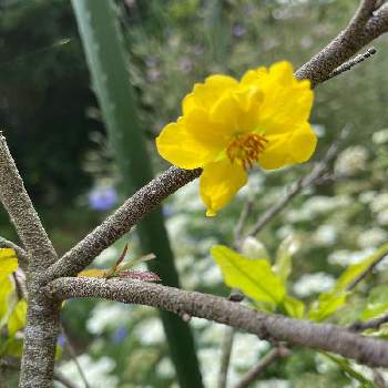 可愛いね♡の画像 by 芙蓉さん | オクナ・セルラータ☆と黄色い花とミッキーマウスの木✨と花のある暮らしとお花は綺麗ねと可愛いね♡