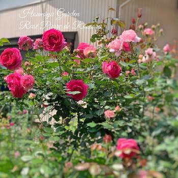 横浜の画像 by ほんみゆさん | 小さな庭と薔薇 ロゼピエールドゥロンサールとキュンキュン乙女倶楽部とバラはいいなぁと枝変わりとバラ大好きとGS映えと横浜とつるバラとGSに感謝。とバラと夢CLUBとイングリッシュガーデンとバラのシーズン到来と#お庭と暮らすと可愛いと花のある暮らしと大好き♡︎ʾʾとロザリアン