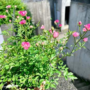 植物が好き♡の画像 by Doraさん | 玄関と極小 ミニバラとおうち時間とLove & Peaceと植物が好き♡と植中毒と花のある暮らしと薔薇♪