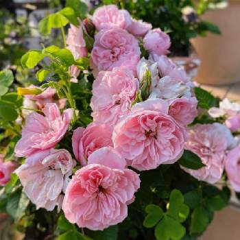 ピンクのバラ♡の画像 by hiroさん | 小さな庭とガーデンとばら バラ 薔薇と薔薇好きと庭の花とバラ大好きとピンクのバラ♡とマイガーデンとバラのある暮らしと薔薇のある暮らし♡と小さな庭♡とガーデニングと花のある暮らしとバラ・ミニバラとバラを楽しむ