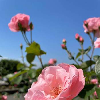 つぼみの画像 by midoさん | お出かけ先とバラと熊本とつぼみと光合成とiPhone12 miniと花のある暮らしと青空