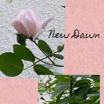 薔薇ニュードーンの画像 by コスモスラブさん | 小さな庭と薔薇ニュードーンと薔薇キングローズと日陰庭