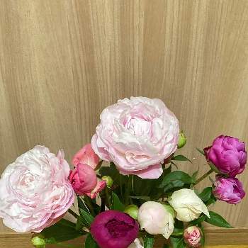 我が家の花の画像 by 和花さん | 芍薬(シャクヤク）と色がきれいと上品な色合いと花のある暮らしと我が家の花と蕾の芍薬