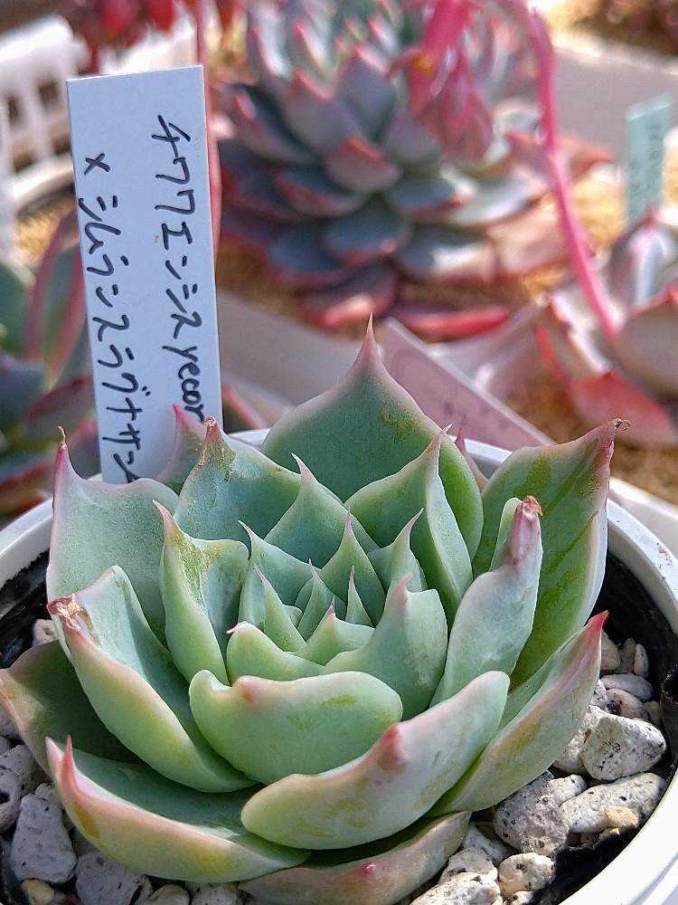 ゼロさん苗 チワワエンシスイエコラ✖シムランスラグナサンチェス