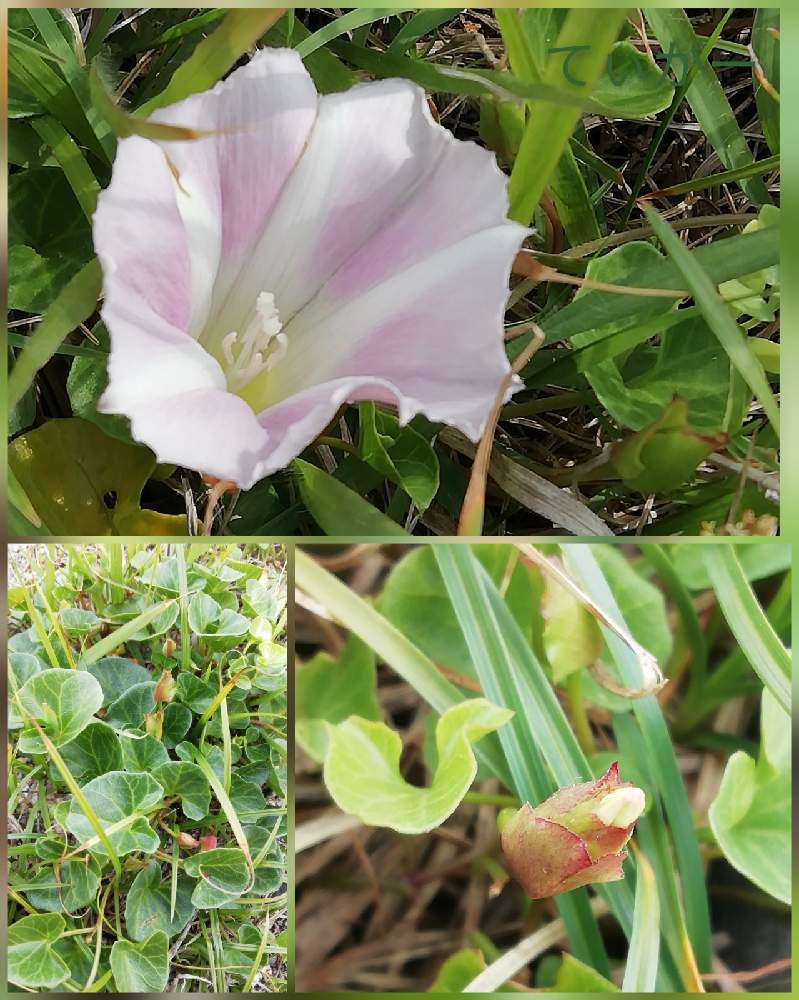 の蕾の投稿画像 By てぃがーさん ハマヒルガオとお出かけ先とかわいいのが好きと接写が好きと海浜植物とシンプルが好きと植物好きと面白い形と蕾も可愛いと花のある暮らしと自然の不思議とお初もの とかわいいのが好きと接写が好きと海浜植物とシンプルが好きと植物好き