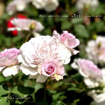 荒牧バラ園の画像 by ハナコさん | お出かけ先と薔薇　ニューウェーブとバラ♪と荒牧バラ園