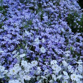 芝桜の画像 by かすみそうさん | 広い庭と芝桜とセラスチュームと花のあるくらしとチーム・ブルーNo.120と青い花とその葉を写そう！2022とおうち園芸と白いはなと可愛い〜♡とリフレッシュ♡と青い花マニアとチーム・ブルーといやし♪と紫のお花