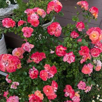 ながーく咲いてねの画像 by 7033さん | 小さな庭とドリフトローズ アプリコットといい感じ♡とおうち園芸と植中毒と毎年ありがとうと元気に育ててますよと花のある暮らしとながーく咲いてね