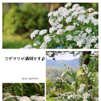 自然の画像 by noriさん | 広い庭とコデマリとコデマリ❇︎と自然とお花大好き♡とずくだせ信州とほっこり♡と春の庭とはなのある暮らしとチーム長野と花のある暮らしとお花好き