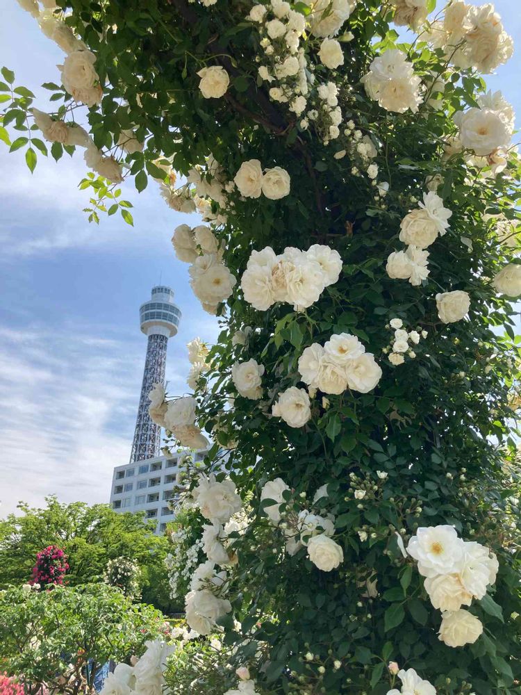 ユダコさんの山下公園への投稿