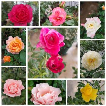 オレンジの花の画像 by モカロンさん | ばら バラ 薔薇と赤色の花とピンクの花とデビッドオースチンとバラが咲いたよと癒しとマイコレクションとマイガーデンとおうち園芸とバラ 鉢植えと緑のある暮らしとオレンジの花と薔薇が好き❤と花のある暮らしと白い花とバラ・ミニバラ