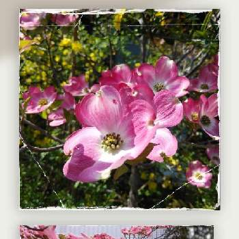 素敵な色の画像 by すみれさん | ハナミズキ　赤とハナミズキと植物のある暮らしとピンク色と今日のお花と素敵な色と綺麗な色♡と花のある暮らしとあかい花とgreen*love