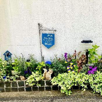 ビオラ・パンジーの画像 by White Roseさん | 小さな庭と花時間と癒しを求めてとビオラ・パンジーと青・紫系と北側の花壇